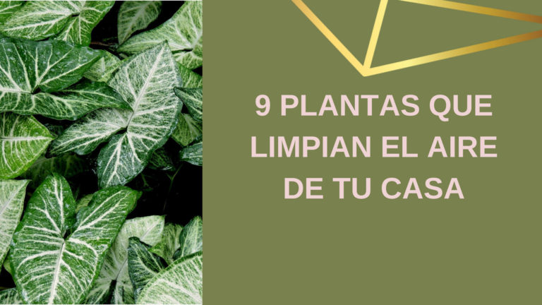 Lee más sobre el artículo 9 Plantas que limpian el aire de tu casa